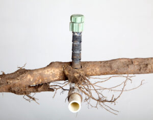 Roots of plant have encased themselves around PVC irrigation and causing damage.